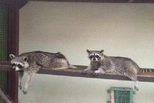 動物園の一日 13年07月