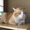 今日の検診でお腹の子供の性別が分かったんだけど、強く希望してた性別じゃなくてめちゃくちゃショック受けて帰り道で泣いてしまった。男性嫌悪だから女の子が良かったのに・・・
