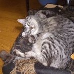 気の向くままに趣味三昧