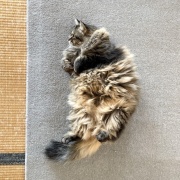 【猫写真】おててが可愛いマロちゃん