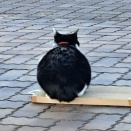 高架下の猫達　㉝　ノブ君