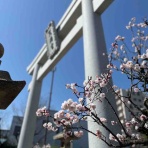 桃の節句にサトザクラの写真