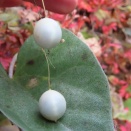 スズメウリとカラスウリと