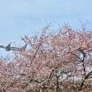 大漁桜とNH316便