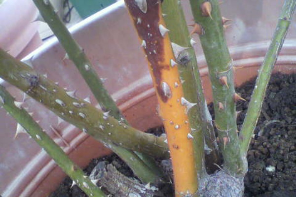 バラと酒に酔いしれて 枝枯れ病