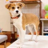 『【犬】りりあちゃん 家族が決まりました』の画像