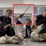 【悲報】中国人、柴犬虐待が大ブームになってしまう （※画像あり）