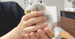 うさぎのルリとハムスターのプリン(1/1追記)