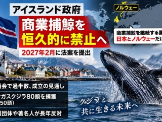 【速報】アイスランド、捕鯨禁止法案提出 ロイター通信「商業捕鯨する国はノルウェーと日本だけ！孤立の可能性！孤立！」