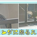 ベランダに来るスズメ