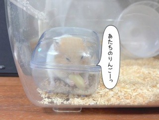 うさぎのルリとハムスターのプリン(11/24追記)