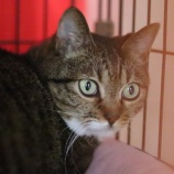 『【里親募集中】日本猫のキジトラ』の画像