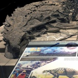 【画像】まるで彫刻！恐竜の完全な姿をとどめた化石が発見される！！