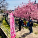淀水路から橋本遊郭散策