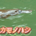 ゴールデンタイムズ