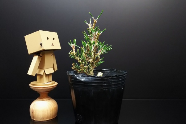 Bon Bonsai - 千寿姫