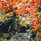 『『浄住寺の石垣と紅葉』』の画像