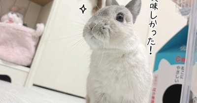 うさぎのルリ(12/16追記)