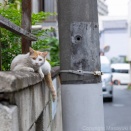しっぽたらす。