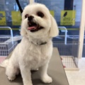 トリミングブログ🐕