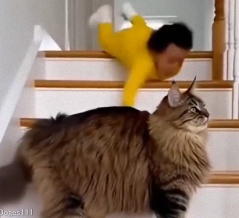 「階段から赤ちゃんが落ちた！」→猫のとっさの行動が愛情にあふれているとき