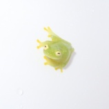 『明日からサービスデー！！！』の画像