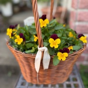 ＊コスパ最強ボンザマーガレットの鉢増し