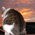猫に小判を与えたら。 埋蔵金：千八百伍拾弐両　子供は風ぇの子ぉ・・・。