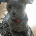 紅音の瞑想生活