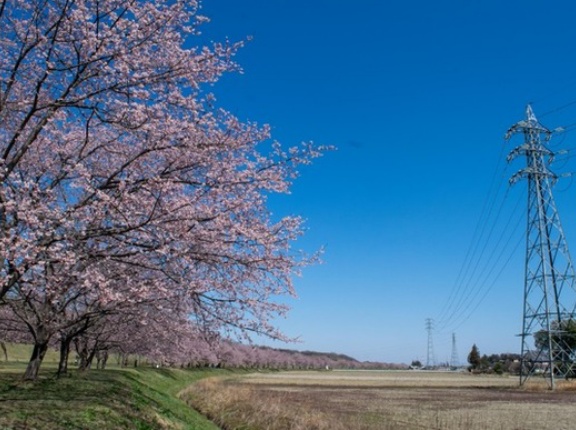 【画像】いい天気だから桜を見に行ってきた