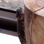 やもりんいもりん