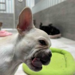 愛知県常滑市 ペットショップワンラブ イオンモール常滑店のスタッフブログ