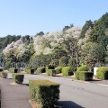 大庭台墓地の桜