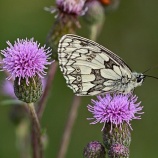 『お盆の終わりとショートステイのこと』の画像