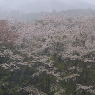 土佐料理　旬の鰹がゆく！