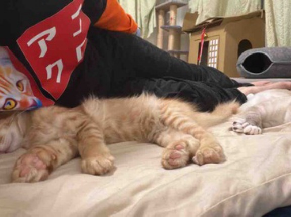 甘え娘子猫、学びの日々　20260621