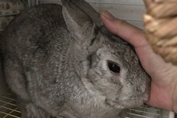 うさぎのきた道 うっ滞