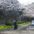 お花見へ行ってきました(幸神生活介護)
