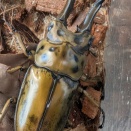 ババオウゴンオニクワガタ