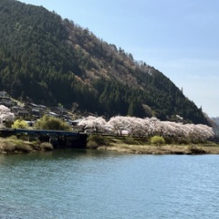 飛騨かなやまの桜　開花状況 2026