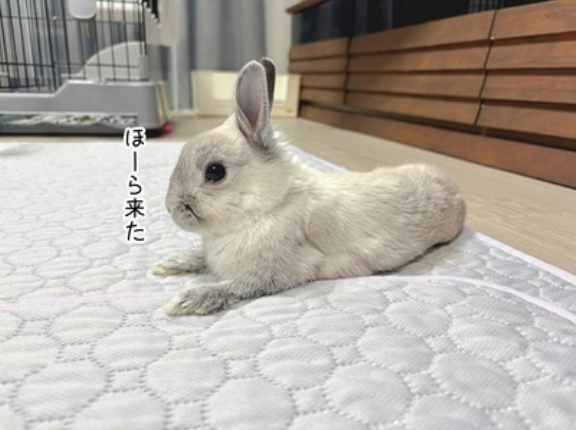 うさぎのルリ(1/2追記)