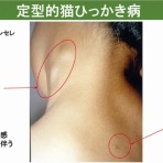 ボルゾイ暮らしトコトコ新聞2026