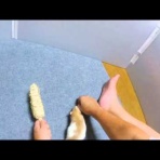 ハル坊日和  ラットの居る毎日