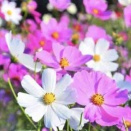 光村図書　4年生国語「一つの花」