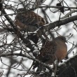 今日の野鳥　キジバト・コガモ・カルガモ　鶴ヶ城公園