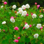 種子島のブログ