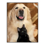 『再び(笑)大型犬が小型犬より短命な理由』の画像