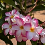 ホロホロハワイ