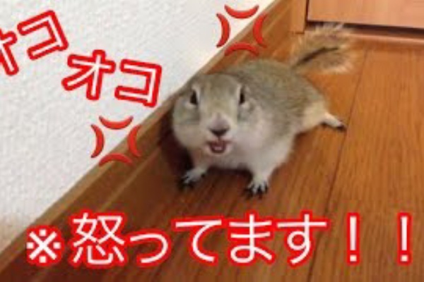 動物大好き動画 15
