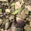 ８人のサムライ